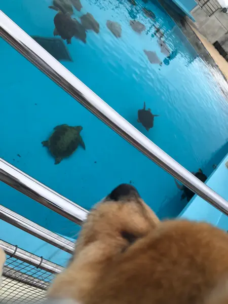 亀さん のんびり