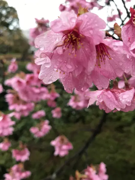 あいにくの雨☂️