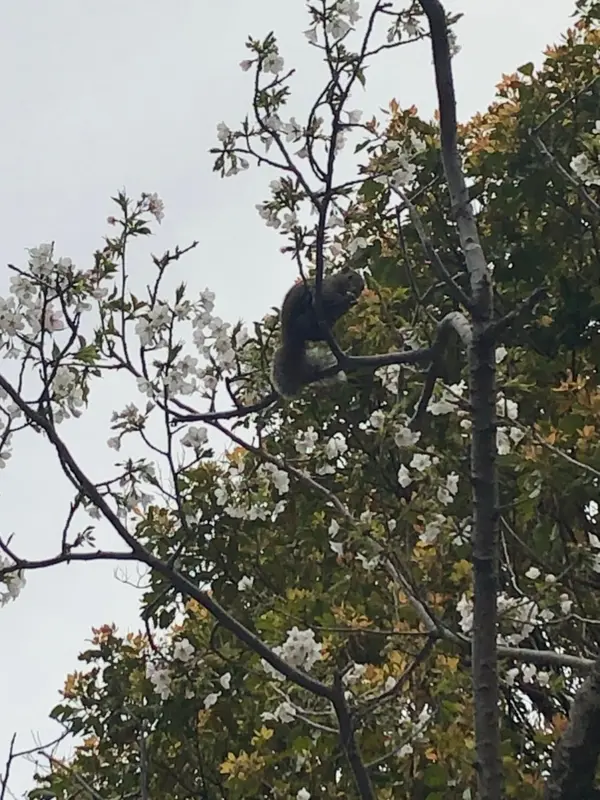 桜を食べるリス