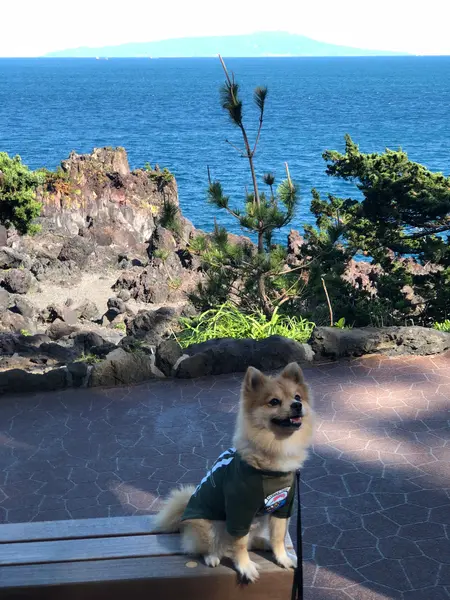 伊豆大島が後ろに見えます