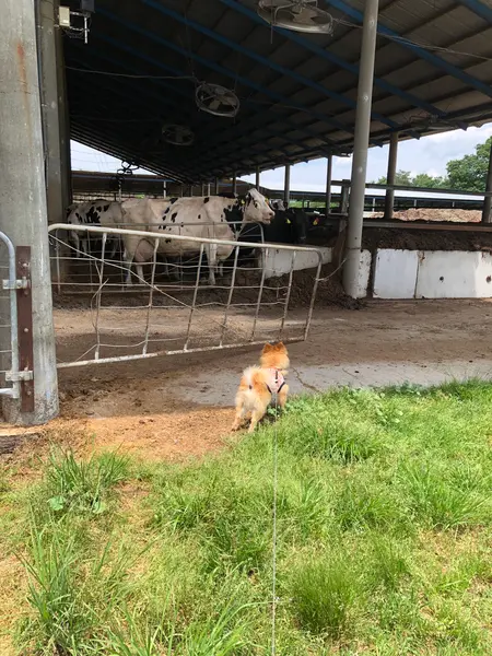 牛さんぃっぱぃです