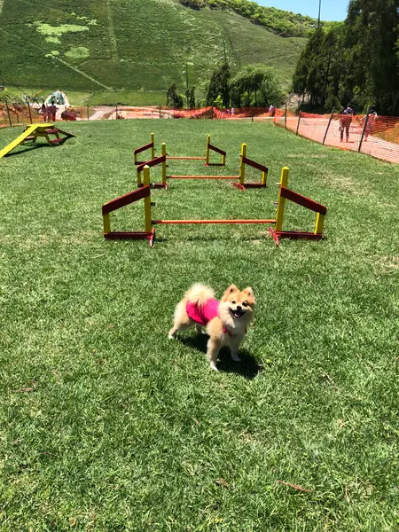 ﾄﾞｯｸﾞﾗﾝの遊具（中型犬以上）