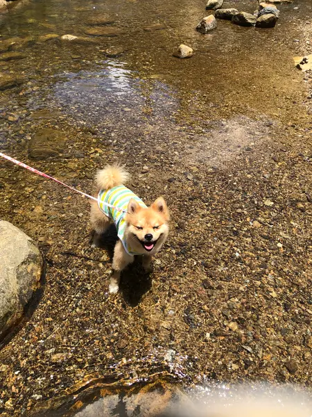 中ほどに川