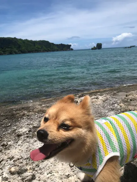 向こーは 万座毛