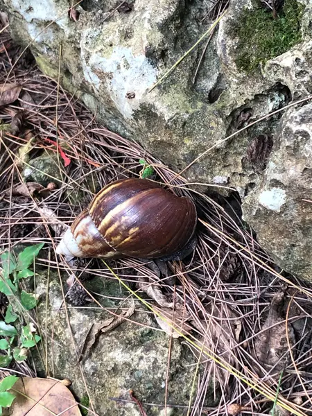 デッカィ マィマィがいます💧