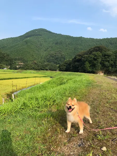 ぉ散歩道