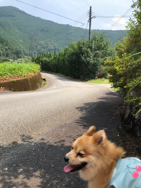 川行く道