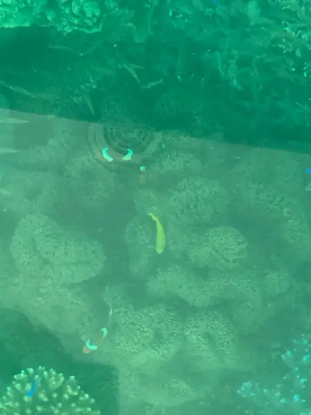 デッカイのニモ