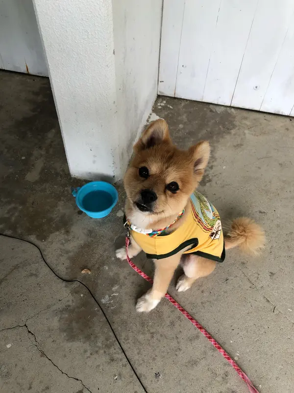 ぉあずけワンワンU´•ﻌ•`U