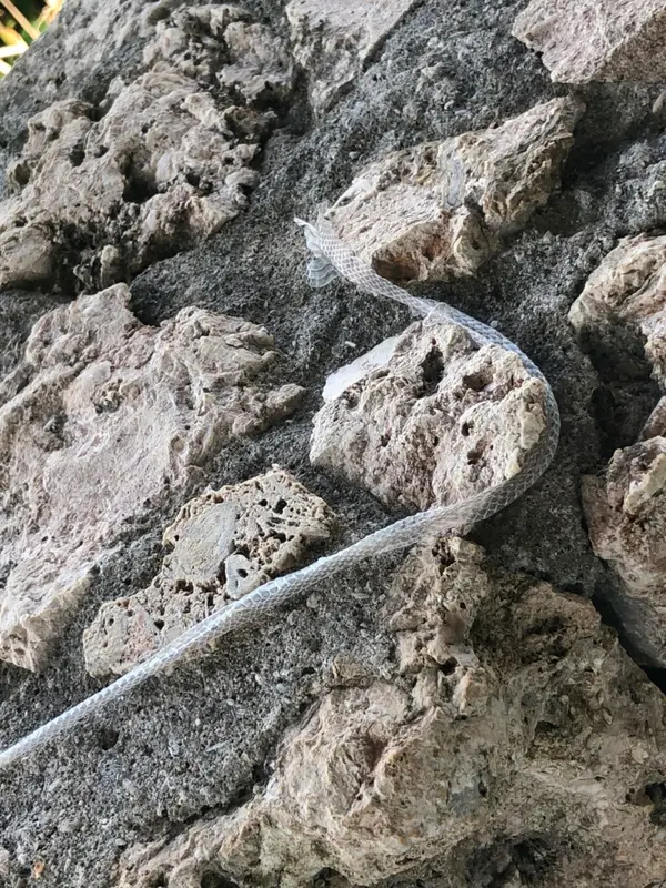 蛇の抜け殻ぁりましたっ!!