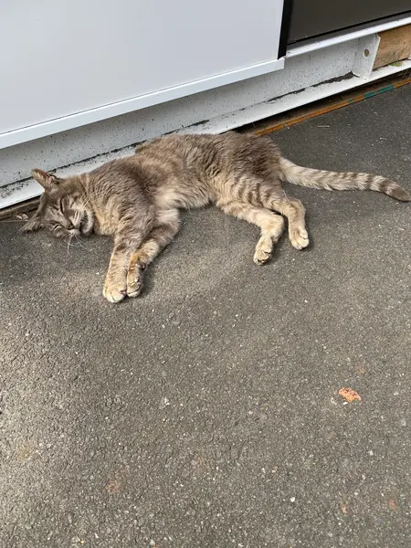 お昼寝中の猫🐈💤
