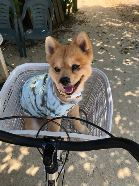 レンタサイクル