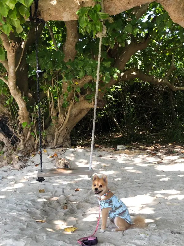 ブランコぁります