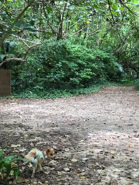 密林を抜けると海岸がぁります