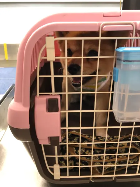 かんばれっ。ﾏﾛﾝ犬