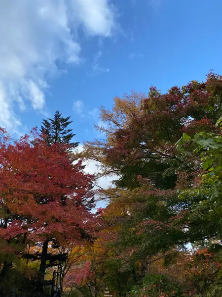 紅葉綺麗🍁