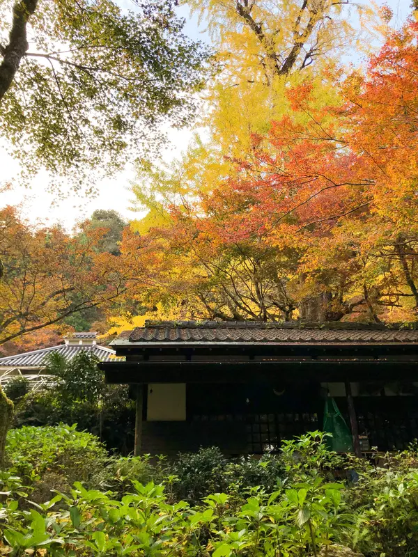 大銀杏