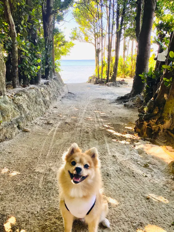 木立の向こーには 海