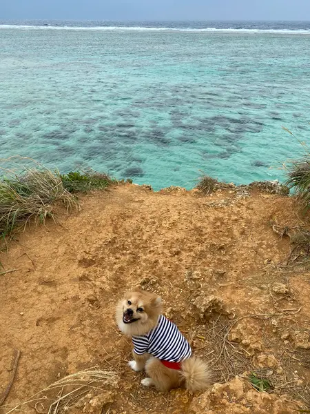 先端部