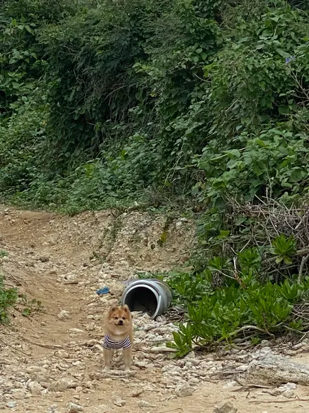 この細道を抜けたらﾋﾞｰﾁ