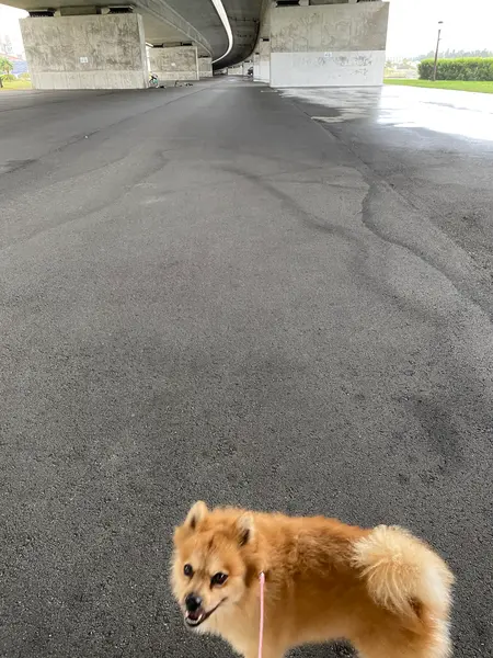 この日も強風と 雨