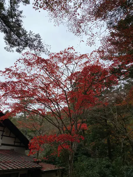 紅葉🍁