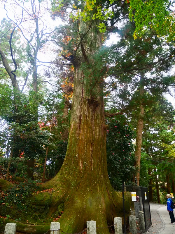なんと高さは37メートル！