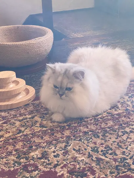 三四郎(カーペットの上で気持ち良さげ)