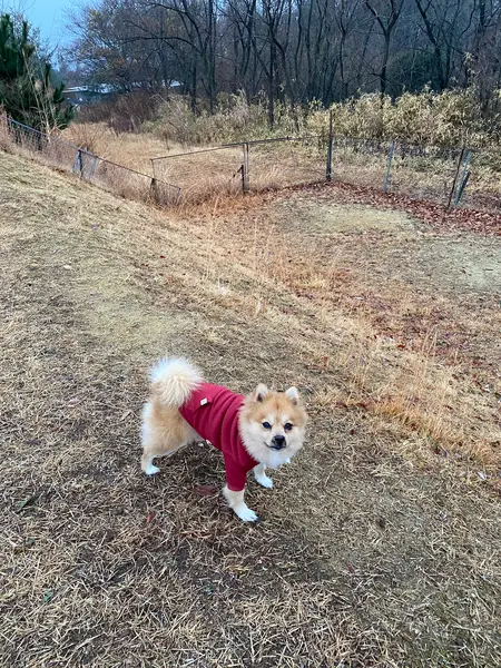 ドッグラン