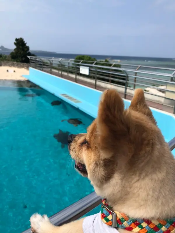 ウミガメ見れます
