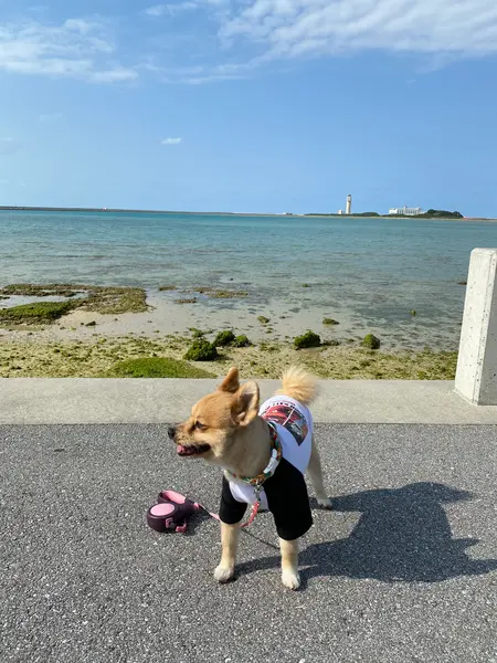 向こうは那覇空港