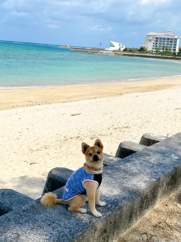 奥はシェラトンホテル