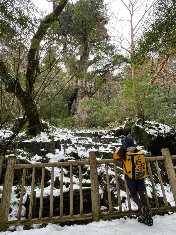 縄文杉周辺には展望台が3つ