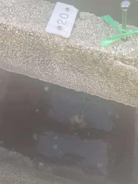 温泉卵
