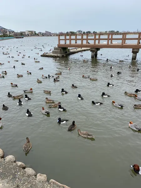 白鳥の湖というよりカモ池