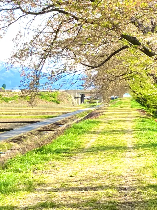 桜は見れませんでしたが
