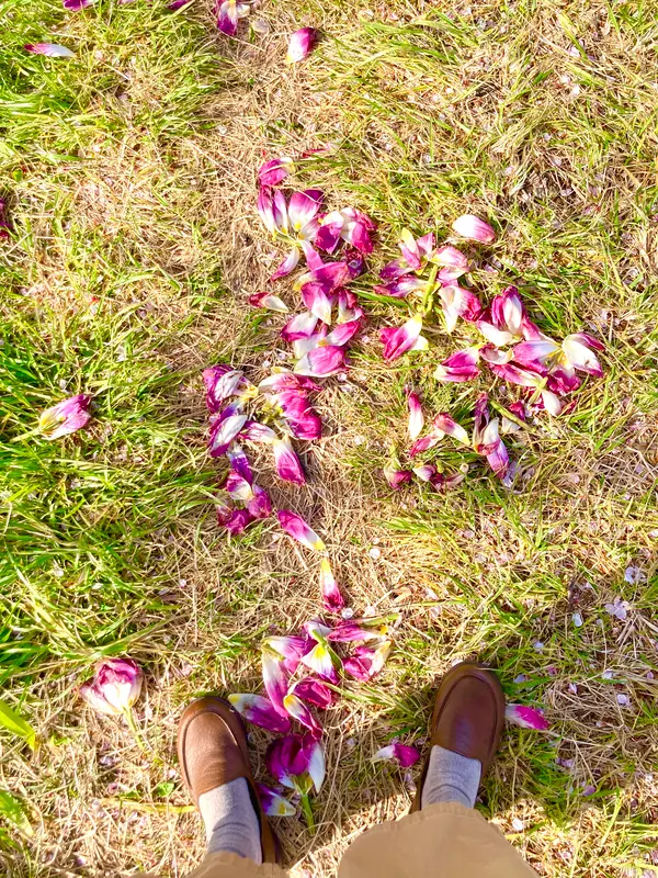 足元にまかれているこの花は？