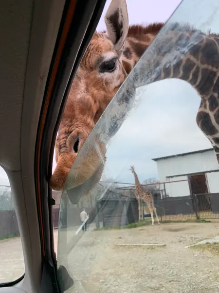 キリン