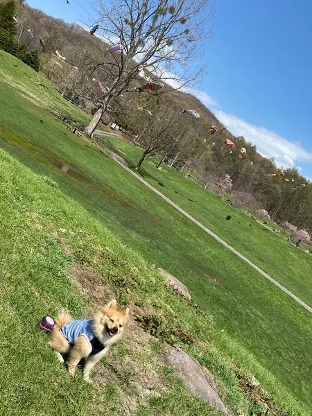 こぃのぼりがぃっぱぃ