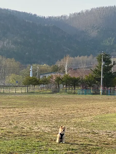 ドッグラン