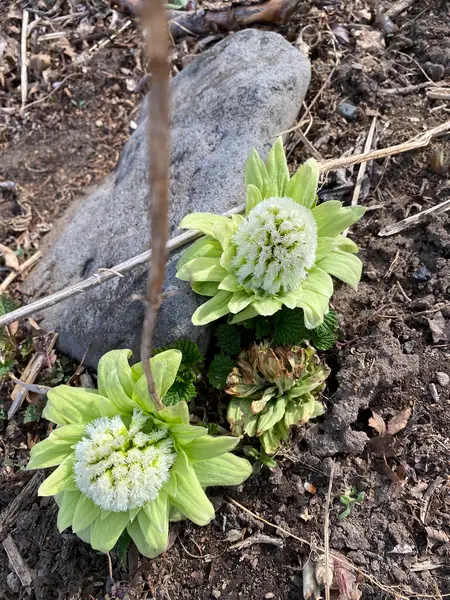 ﾚｰﾙの横のふきのとぉ