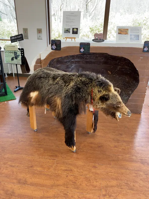 ヒグマの剥製