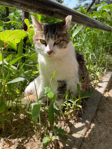 散策路でかわいらしいねこがお出迎え