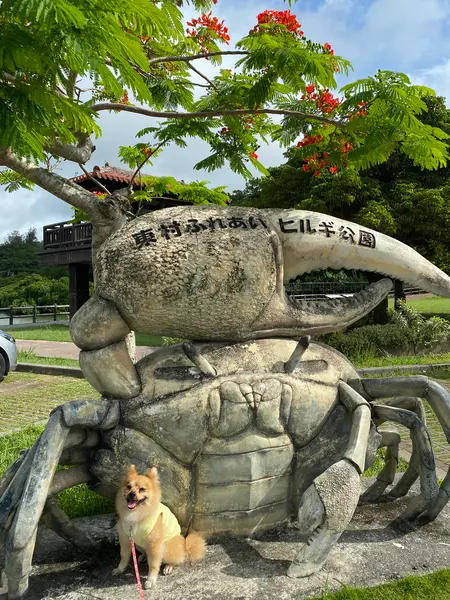 目印の シオマネキ
