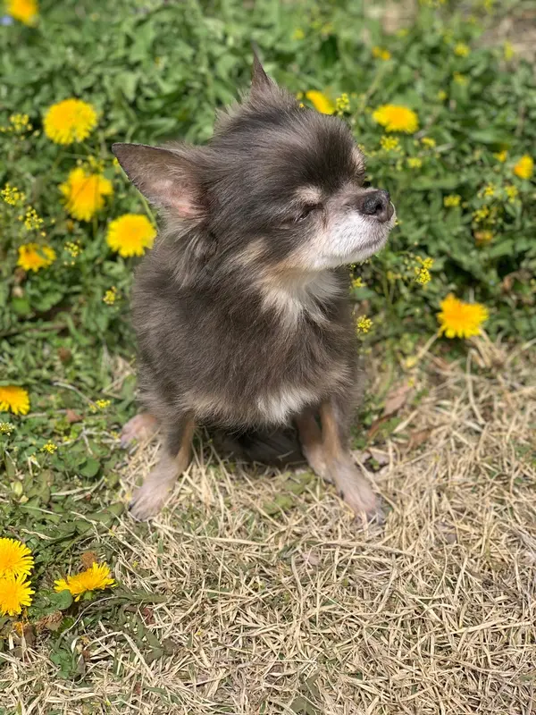 日向ぼっこ最高🐶