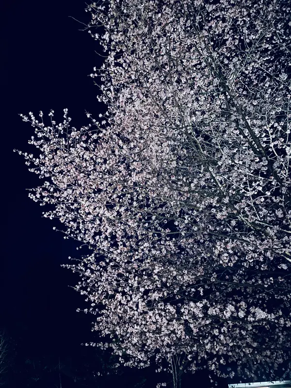 近くに立派な桜があります🌸