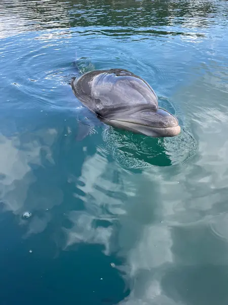 間近で見るイルカが可愛すぎる