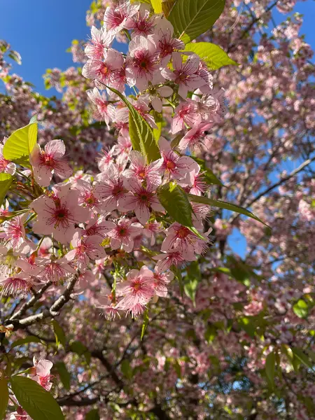 12月上旬に桜🌸？