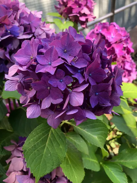 紫陽花