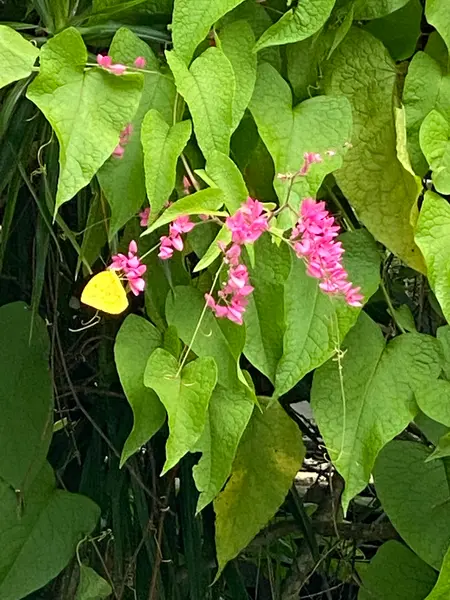 ぉ花咲いてました